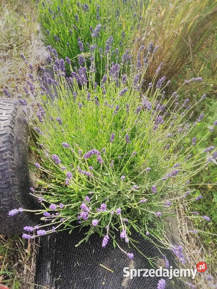Lawenda lekarska wąskolistna Sadzonki kwiaty Korczew