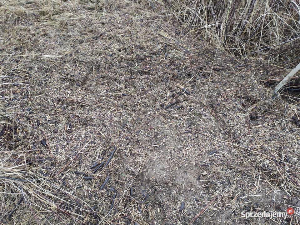 Kosiarka pielęgnacyjna rozdrabniacz sadowniczy Kraśnik