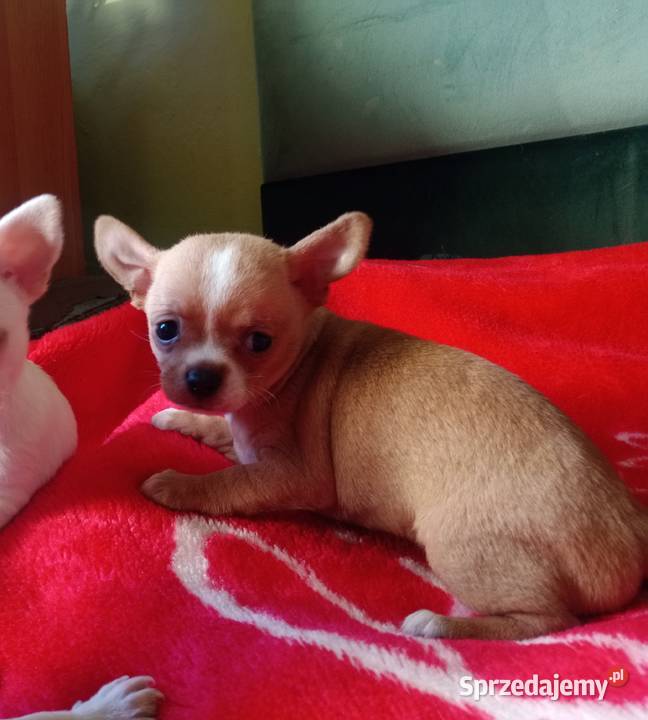 Chihuahua suczka biała i bezowa