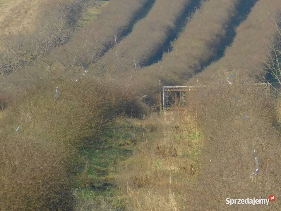 Syndyk sprzeda Mogielnica dz 1272 i 1304