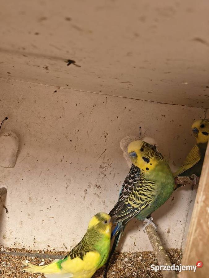 Sprzedam papugi faliste Ptaki śląskie Gliwice