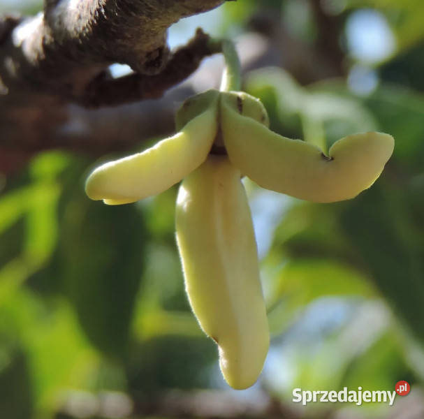 FLASZOWIEC ŁUSKOWATY Annona squamosa NASIONA 400 Lubanie