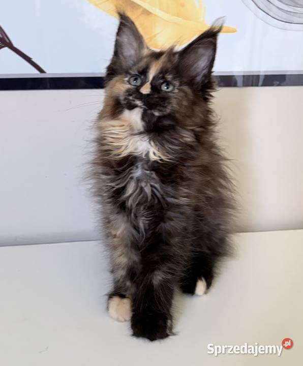 Maine Coon Szylkretka Zorza Wińsko sprzedam