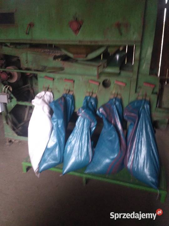 Pszenica jara Tybalt Zboża Kępa Lubawska sprzedam