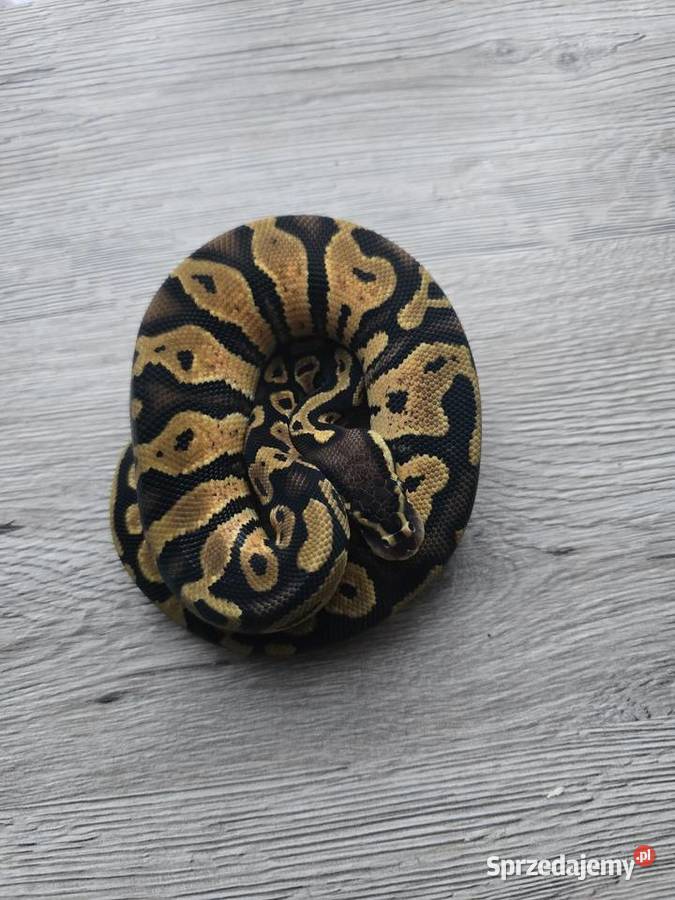 Pyton królewski samiec z 2025