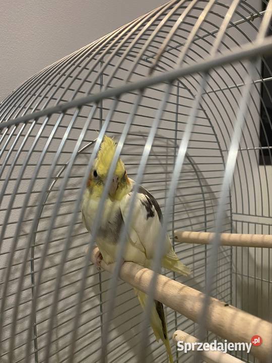 2 Nimfy z klatką Rzeszów