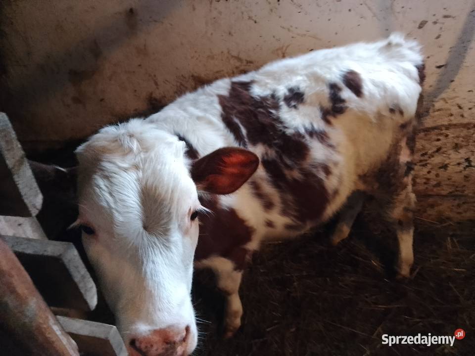 Sprzedam jałówkę sm