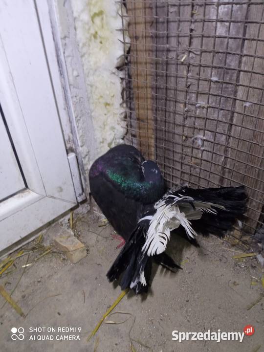 Pawiki czarne na białych ogonach siwe Zwierzęta lubelskie Zamość