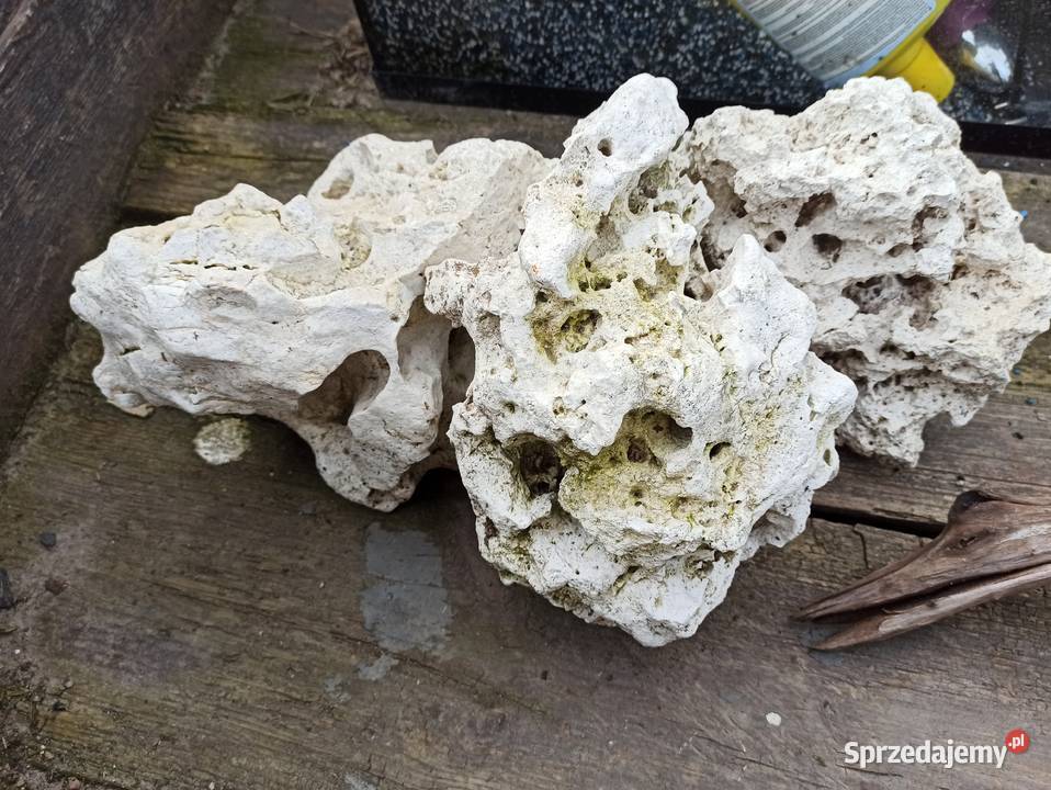 Akwarium z wyposażeniem wielkopolskie Strzyżewo