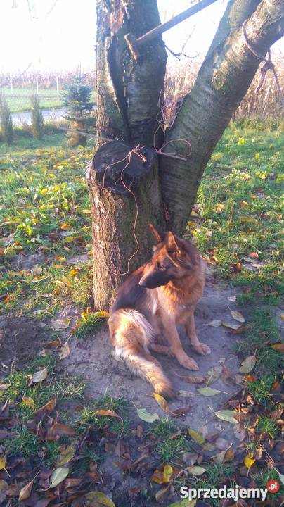 szczeniaki wilk długowłosy Psy Struża