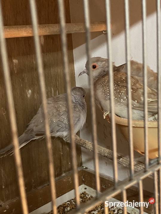 Gołąbki diamentowe Damasławek