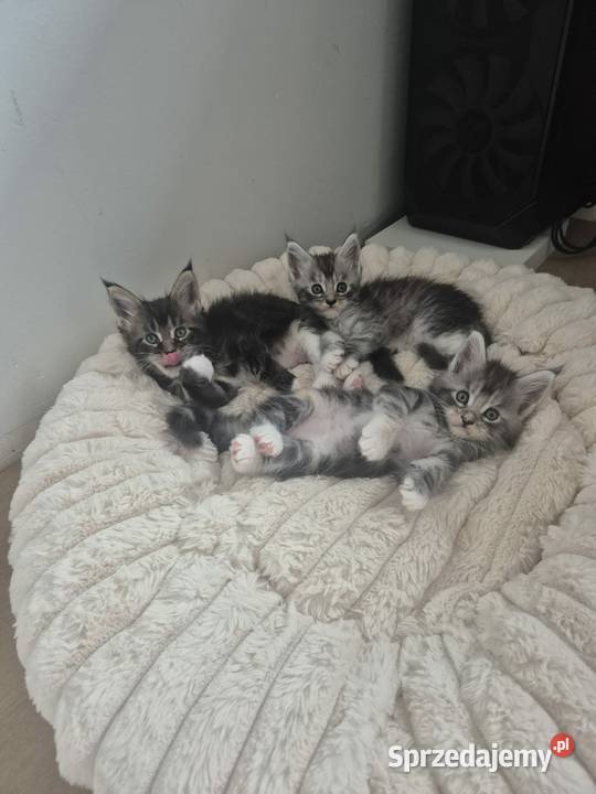 Maine coon kocięta Rurzyca