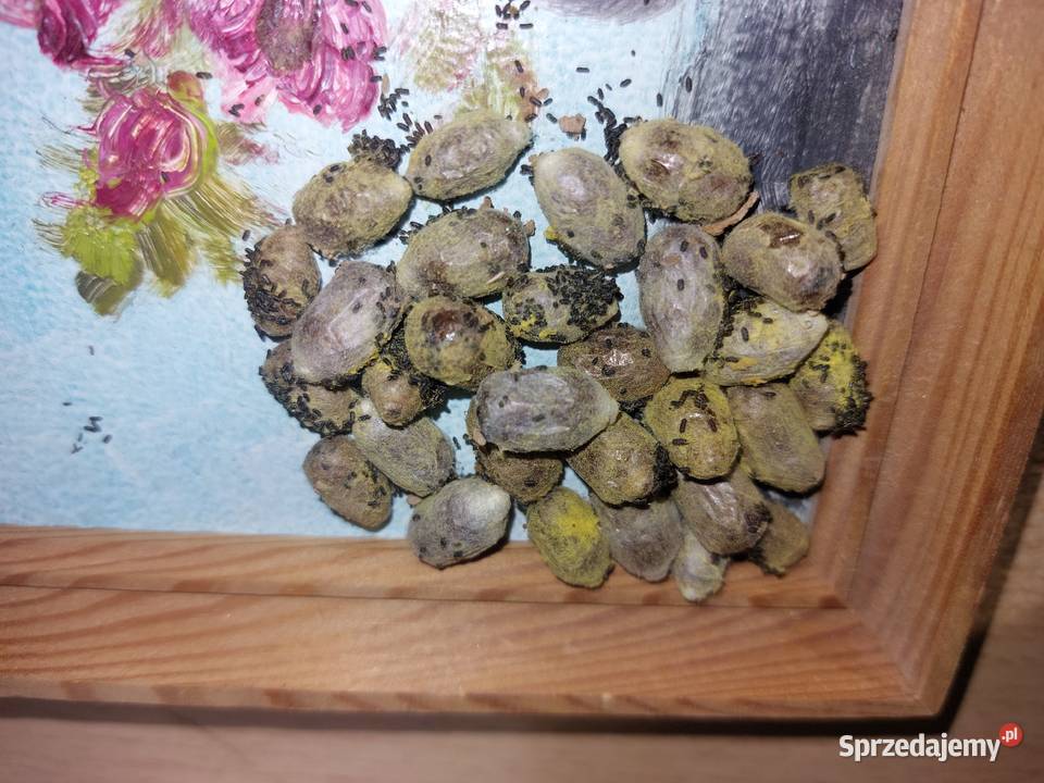 Murarka Rogata kokony i rurki