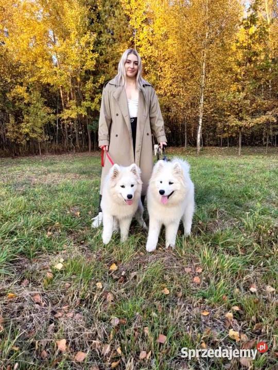 Samojed piesek 5mcy Championie Polski Halinów
