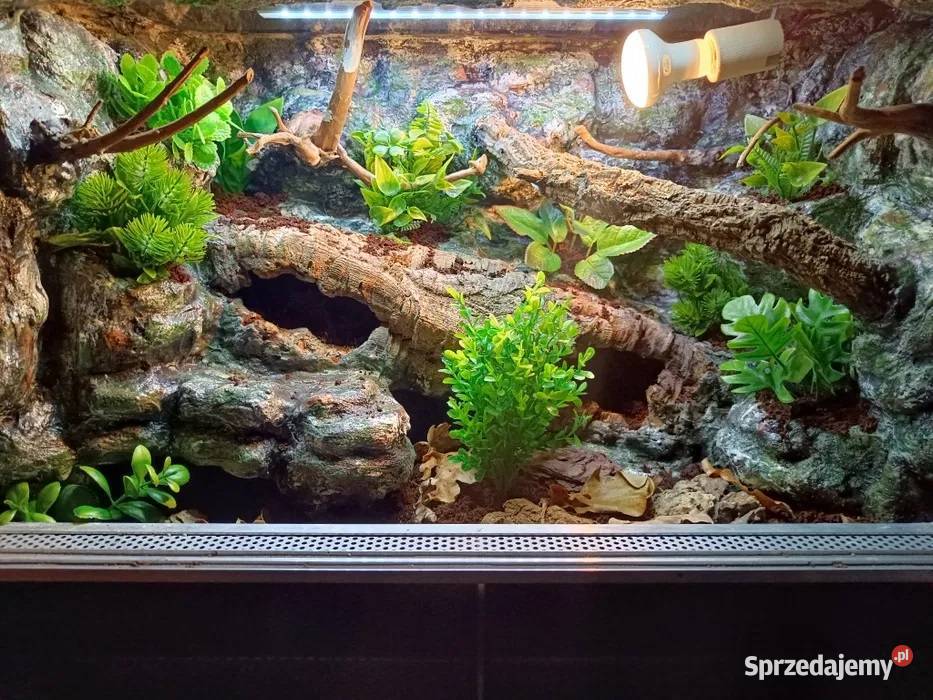 Terrarium tropikalne gekon 60x40x40 Terrarystyka wielkopolskie Ostrów Wielkopolski