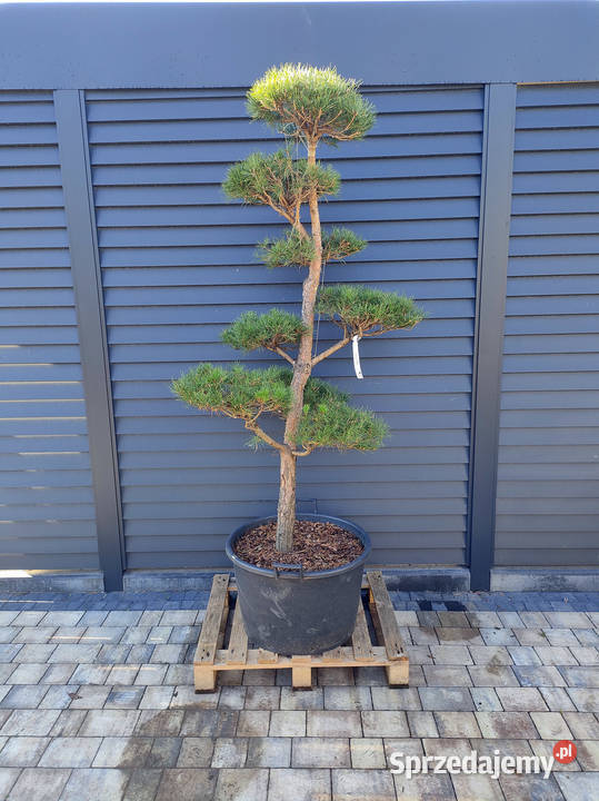 Sosna 9 formowana Bonsai ogrodowe Niwaki