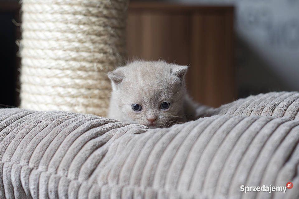 Brytyjski Krótkowłosy Krótkowłosa Płowa Tęczowy Kaźmierz