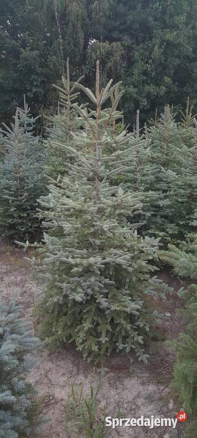 Likwidacja plantacji sprzedaż choinka świerk łódzkie Tomaszów Mazowiecki sprzedam