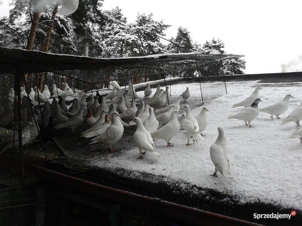 Golebie Biale Pocztowe Pabianice