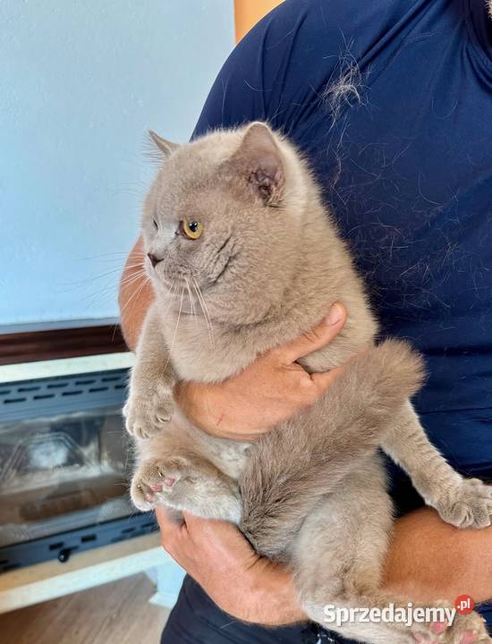 Kot brytyjski lila reproduktor grupa krwi B Brody