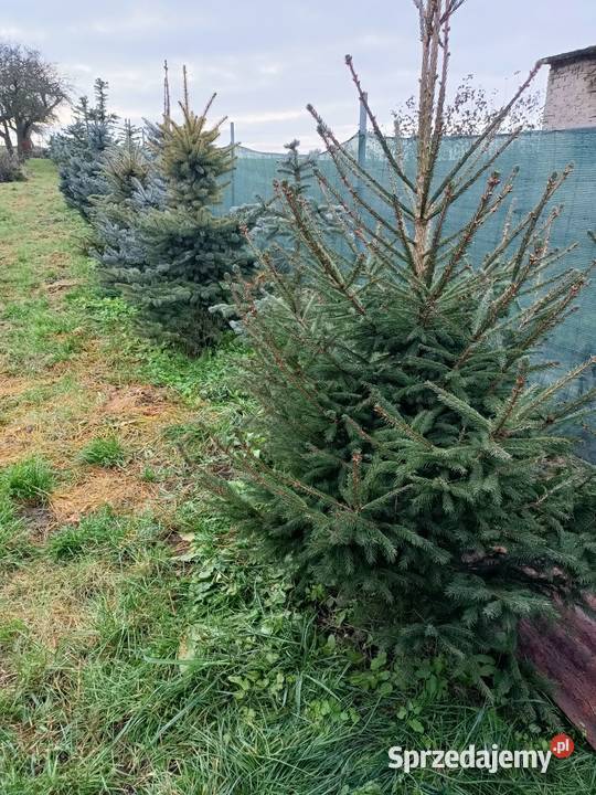 Świerk srebrnyzielony choinka Zadroże