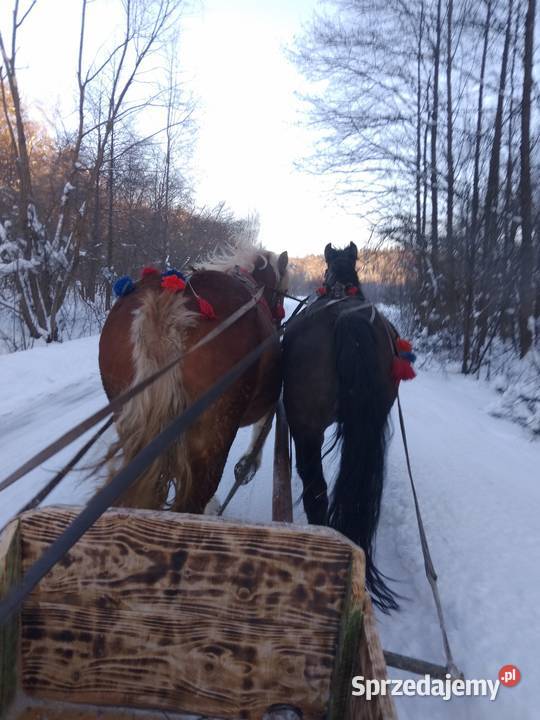 sprzedam klacz zimnokrwistom podkarpackie