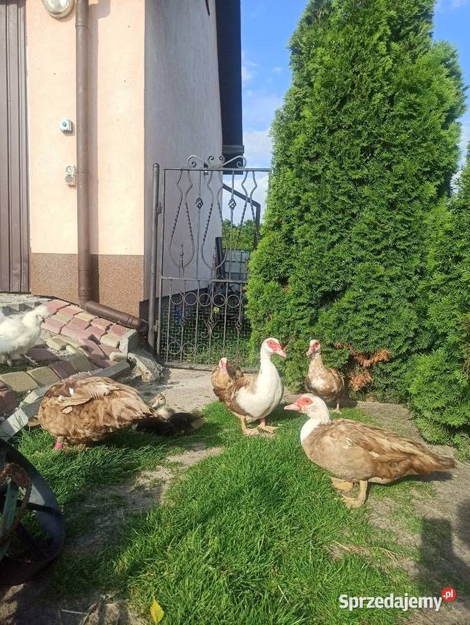Jaja lęgowe kaczek pizmowychfrancuskich Krasnystaw