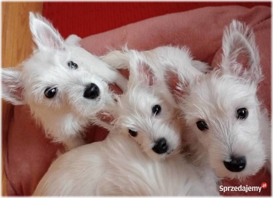 West Highland White Terrier DNA CMO0 westie 2025 Częstochowa