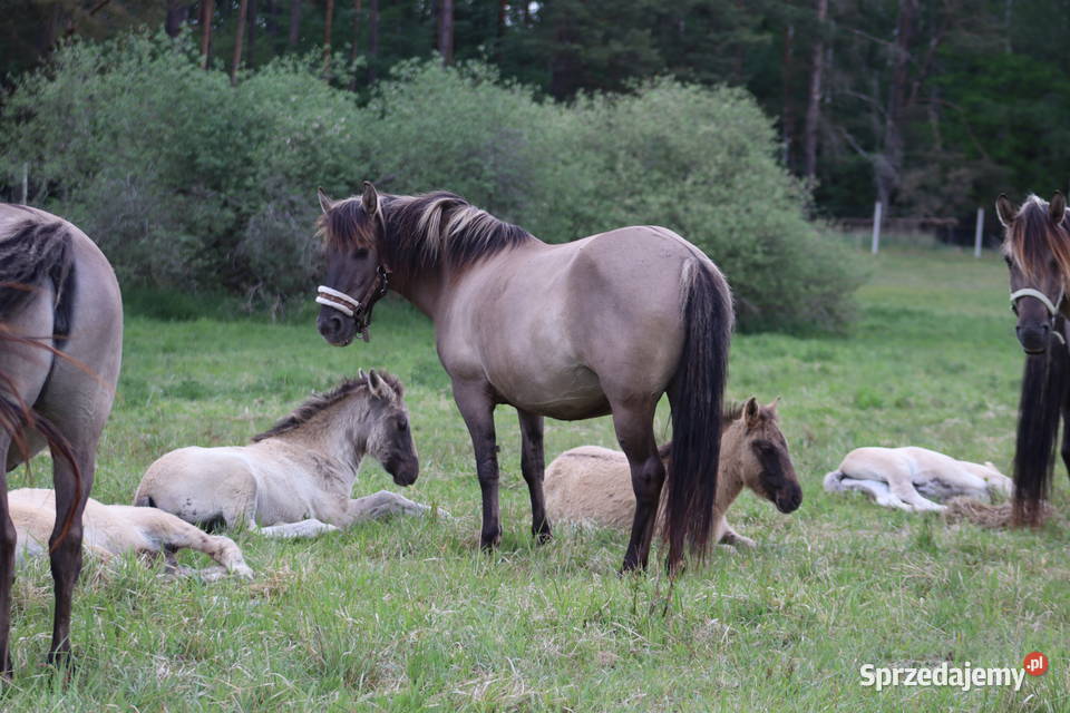 Ogierki odsadki konika polskiego 4 sztuki Połczyn-Zdrój sprzedam