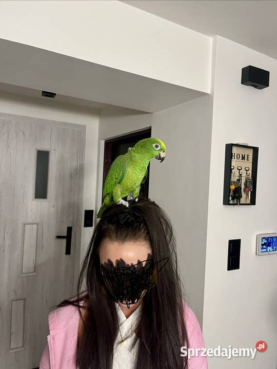Papuga Amazonka żółtogłowa Sierosław