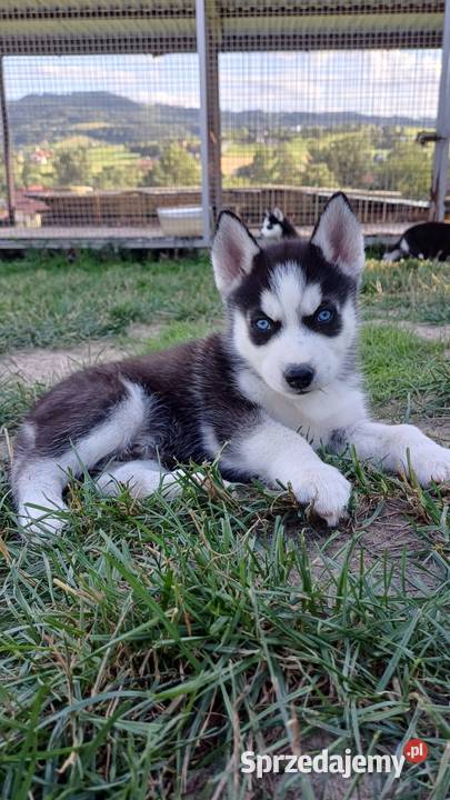Zapowiedź Rasa Husky Siberian