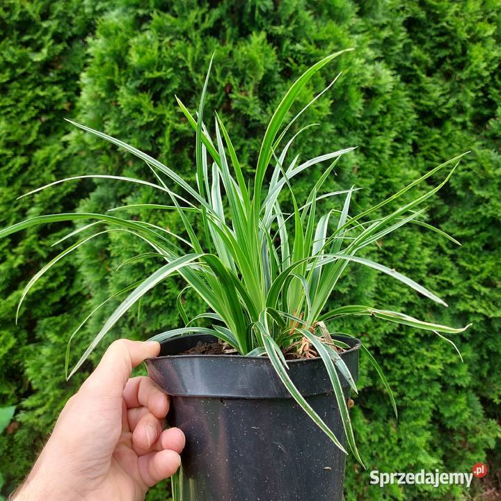 Trawy ozdobne sadzonki wysyłka