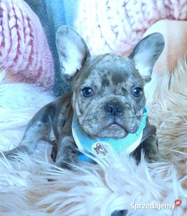 Buldog francuski piesek blue Pabianice sprzedam