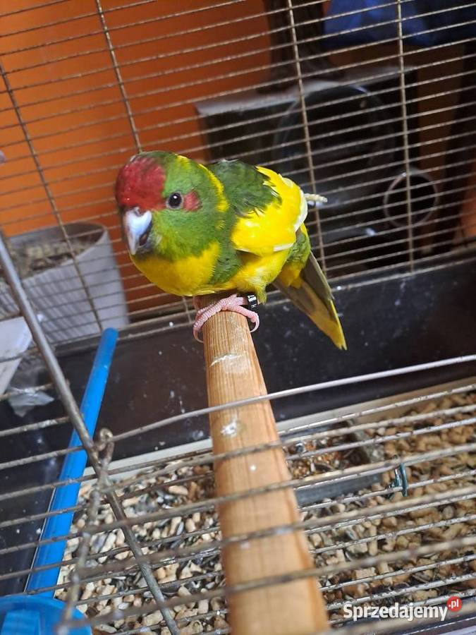 sprzedam papugę ręcznie karmioną Wawrzeńczyce sprzedam
