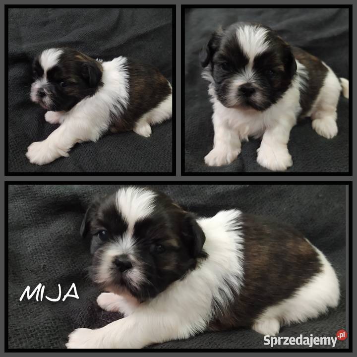 Szczeniaczki shihtzu Wieluń sprzedam