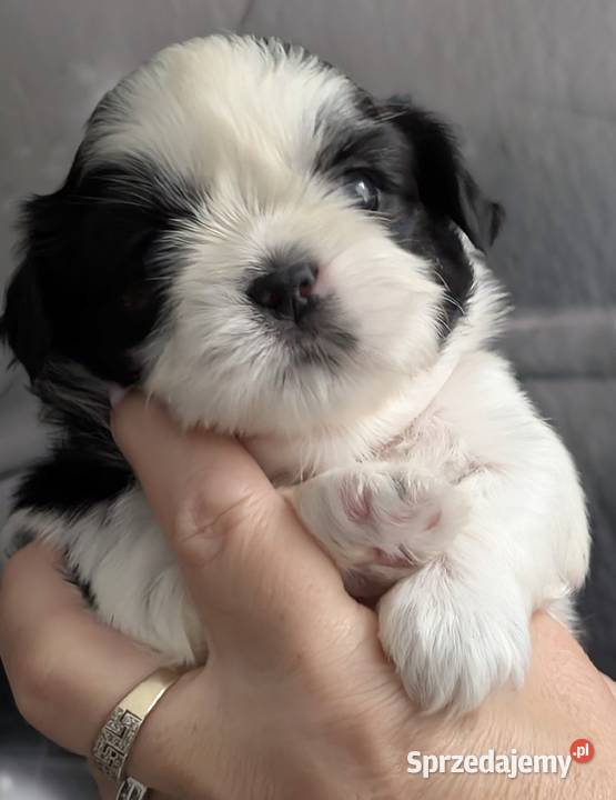 Szczenięta shih tzu z genem blue Shih Tzu śląskie Zawiercie