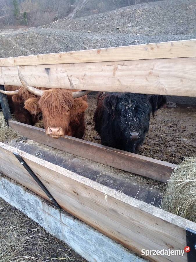 Krowy szkockie hicklander Sękowa