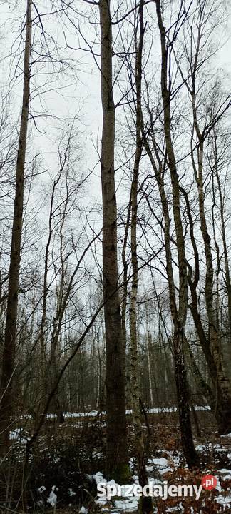 Sprzedam drewno tartaczne sosna topola opał podkarpackie Harasiuki