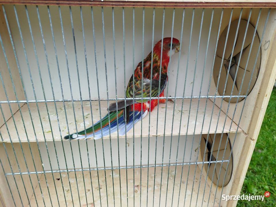 Rozella Białolica samiec 2025 r Brzeziny sprzedam