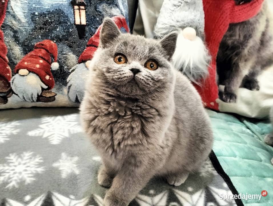 Śliczna koteczka Rodowód Międzynarodowy Łódź