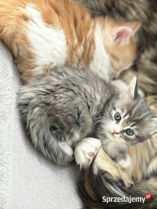 KocurKotka Maine Coon sprzedam