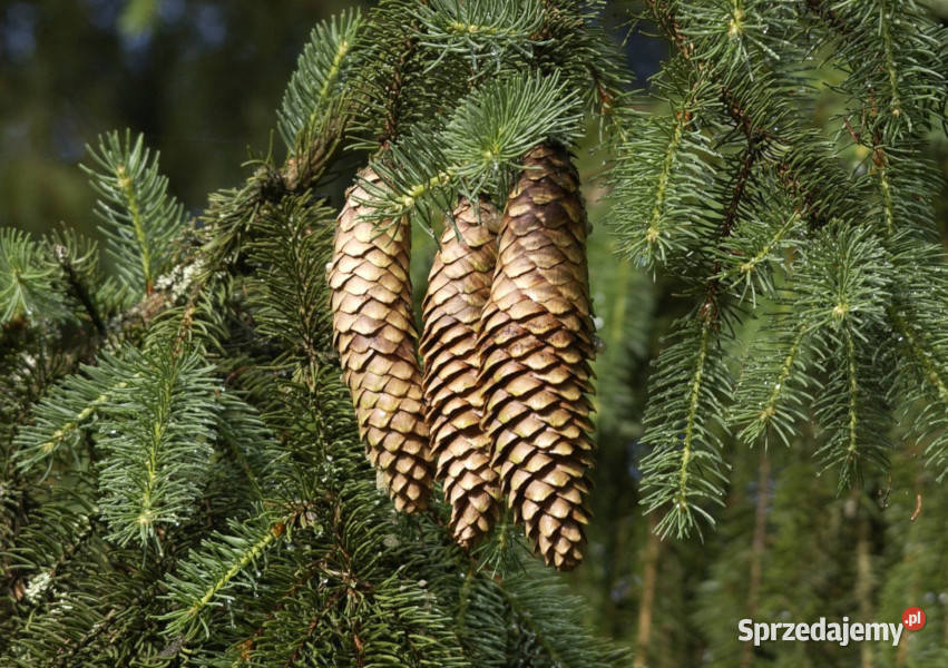 ŚWIERK POSPOLITY Picea abies NASIONA 1200 sztuk kujawsko-pomorskie Lubanie