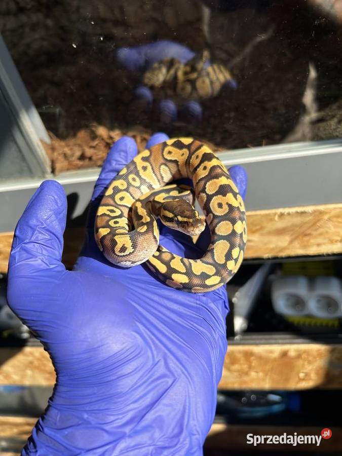 WĄŻ Pyton Królewski samica Enchi Mojave PK242024 Gady i płazy wielkopolskie Gniezno