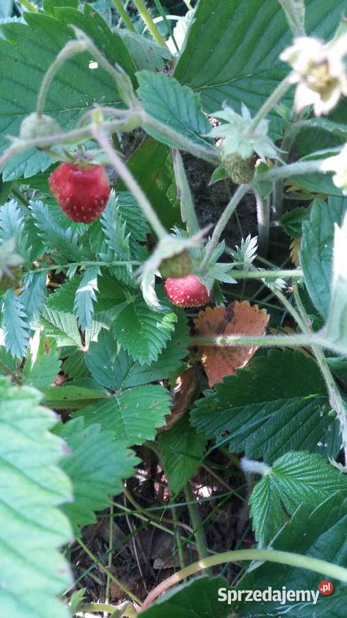 POZIOMKI REGINA RUGIA MIX Jasło