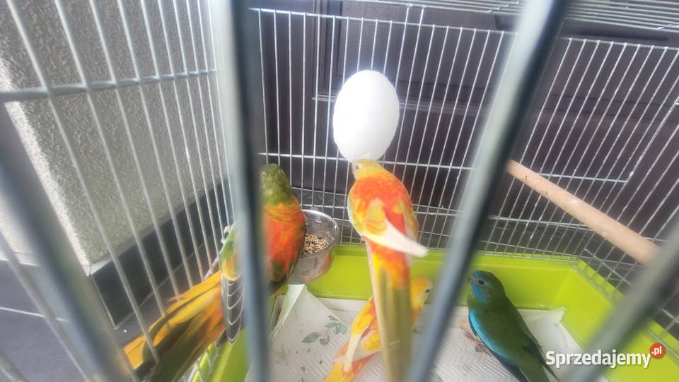 Papugi łąkówki turkusowe