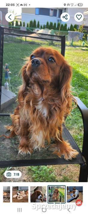 Cavalier king chals spaniel Wolica