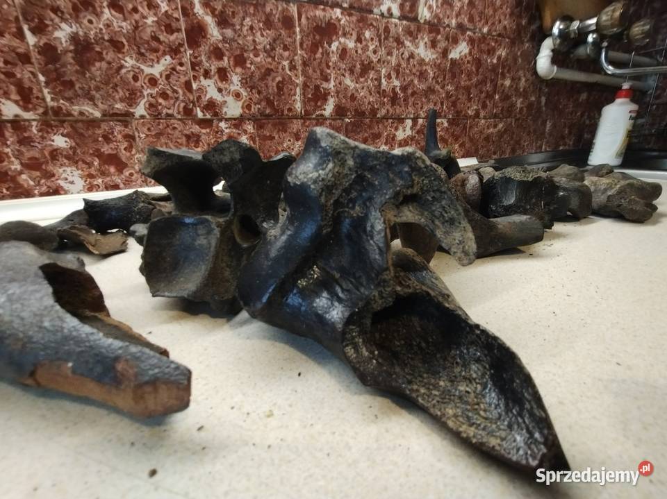 Kości skamieliny archeologia Leżajsk