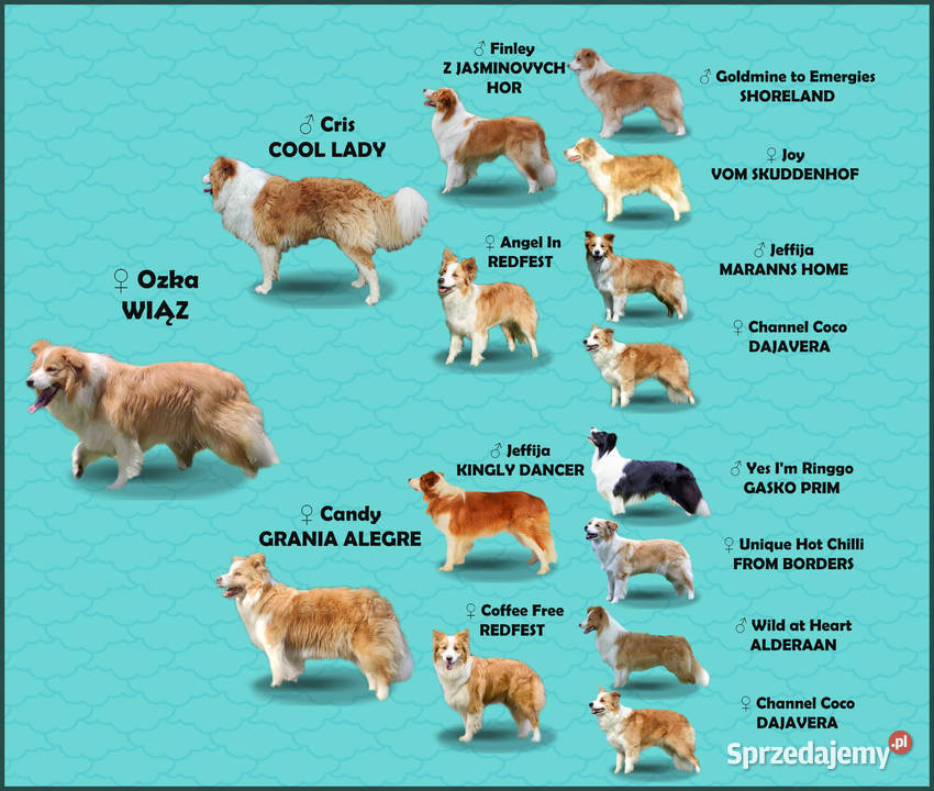 BORDER COLLIE klasyk z dokumentami Iwonicz