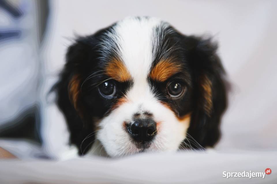 Szczenięta Cavalier King Charles Spaniel Zwierzęta podkarpackie Rzeszów