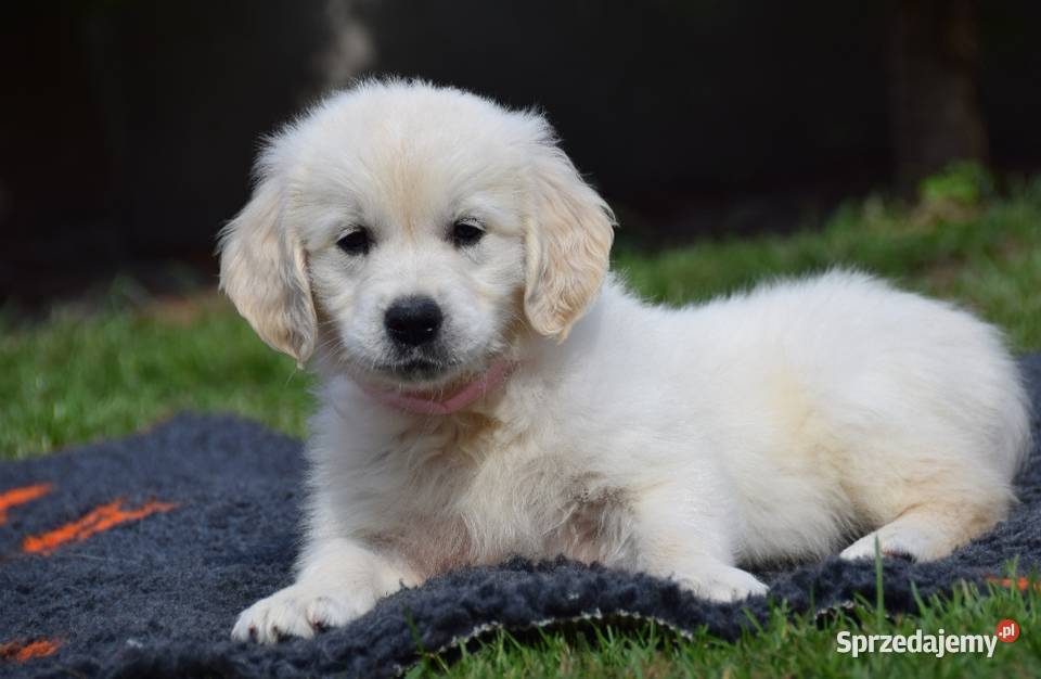 Golden Retriever szczenięta ZKWP FCI mazowieckie